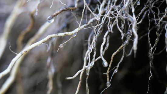 植物的根系是真菌的安家之所