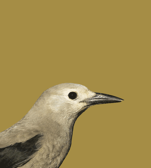 北美星鸦的小脑袋里怎么装下一万幅地图的