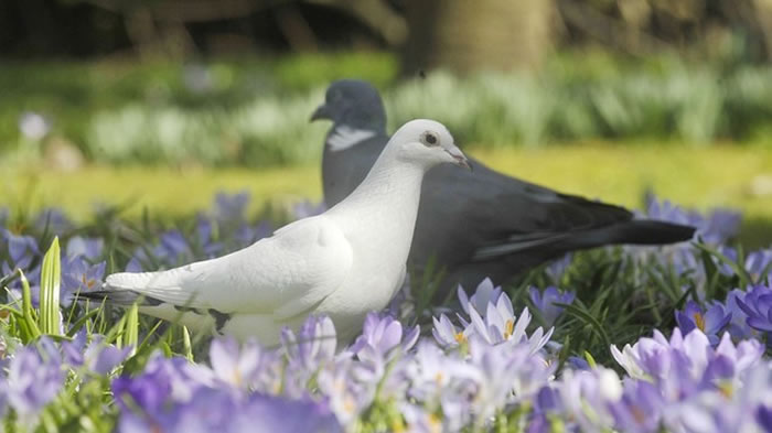 科学家训练鸽子识别癌症