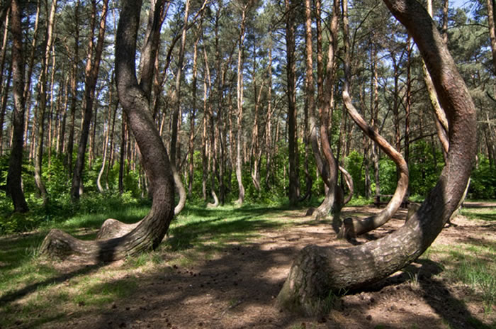 波兰神奇歪林Krzywy Las之谜，UFO着陆或魔法磁场导致？