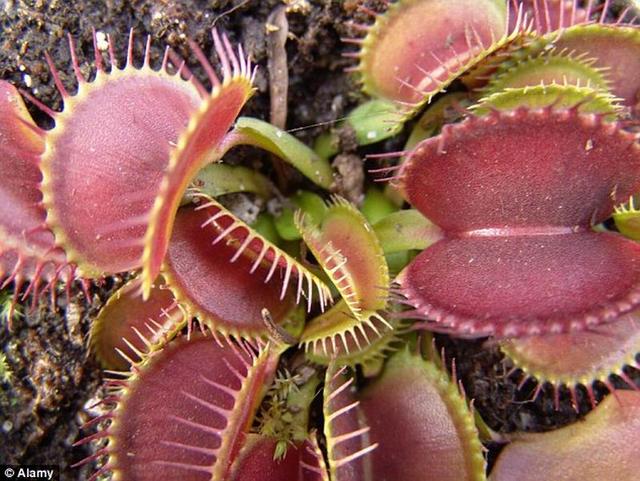 捕蝇草具有神奇的“计数能力”
