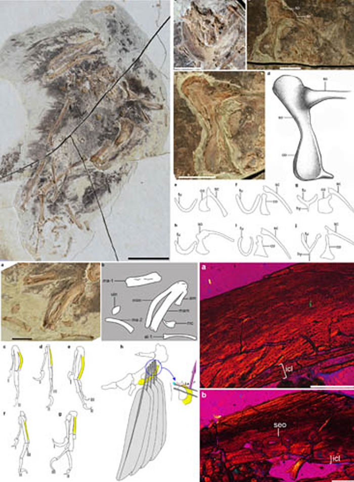 郑氏重明鸟正型标本，基干鸟类的肩带和手部骨骼的形态对比及重明鸟骨骼切片图（王敏供图）