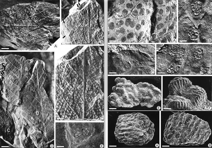 倒卵形格子蕨（Clathropteris obovata）生殖叶片、孢子囊群、孢子囊特征