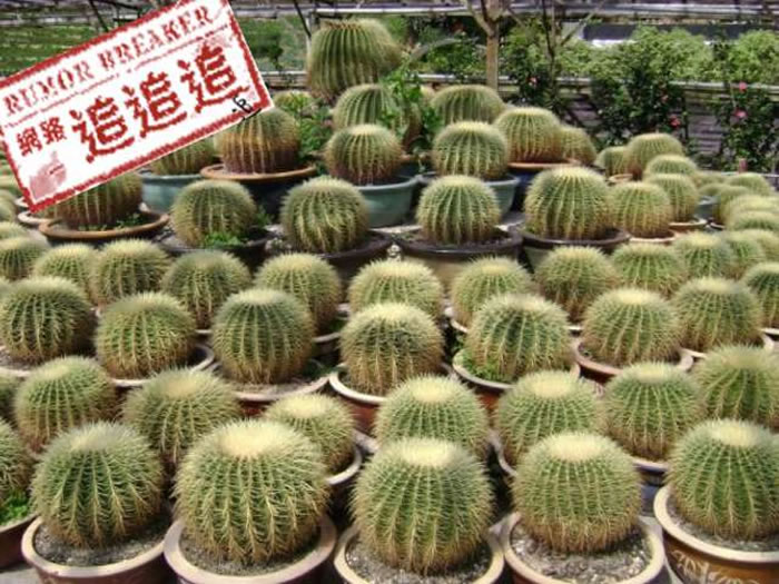 谣言：电脑旁摆上一株仙人掌就可以吸收辐射