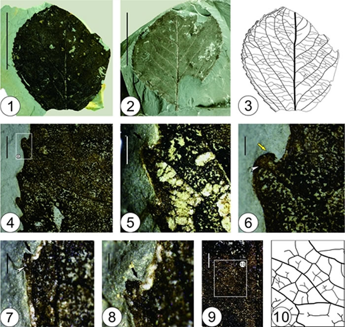 云南镇沅中中新世南蛇藤叶（Celastrus caducidentatus Liang XQ et ZK Zhou）化石