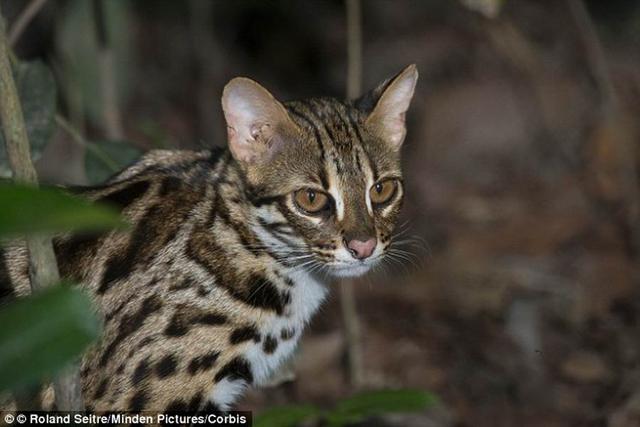 研究称中国最早家猫是本地驯化源自5500年前