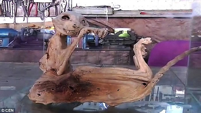 土耳其古老地窖发现神秘动物木乃伊