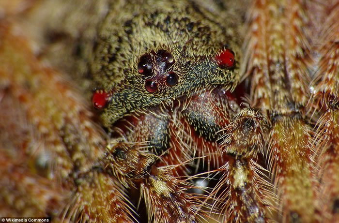 澳大利亚雨林保护区珍稀蜘蛛的高超伪装