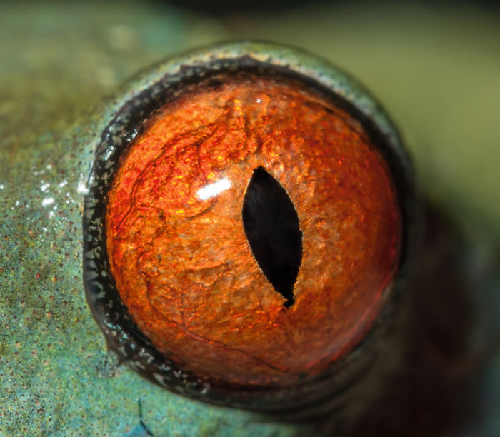 这是红眼树蛙的眼睛。它的眼睛是一种基本设计的变异，这种设计的运作方式跟相机很像。 Photo by David Liittschwager