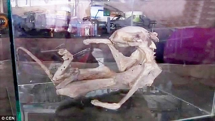 土耳其古老地窖发现神秘动物木乃伊