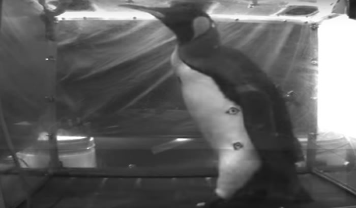 较胖的企鹅在跋涉到繁殖地的路上更有可能摔跤