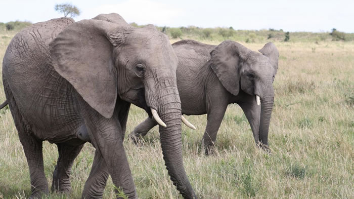 大象不会跳 原因没必要