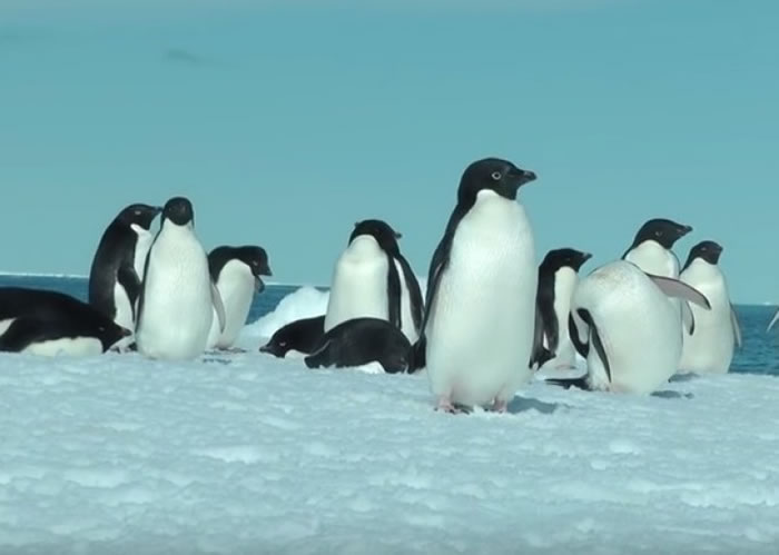 阿德利企鹅数目在2年间大跌15万