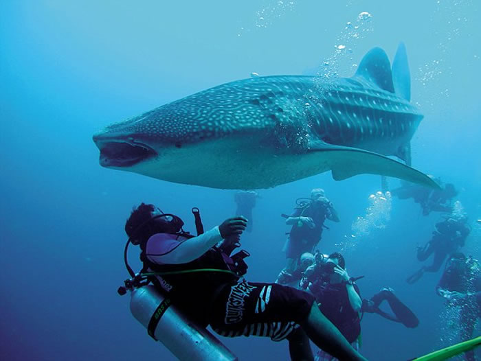 潜水员在墨西哥索科罗群岛海底帮鲸鲨去除缠绕在身体的钓鱼绳