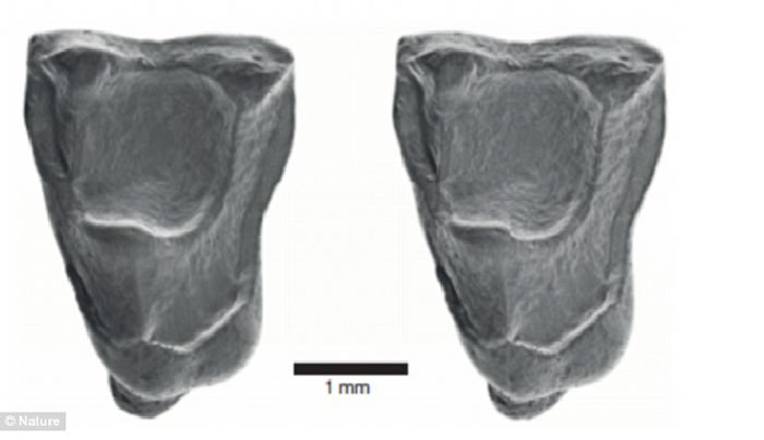 亚马逊雨林发现的新化石表明：猴子在4000万年前划着木筏从非洲抵达南美洲