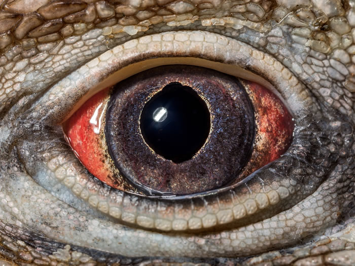 古巴岩鬣蜥（Cyclura nubila nubila）的眼睛能帮助人了解演化的根本事实：需求决定形式。这种日行性动物视网膜中的四种锥状光受器提供了绝佳的日间色