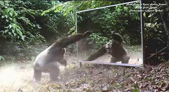 魔鬼鱼通过镜子测试 会照镜子具有自我意识