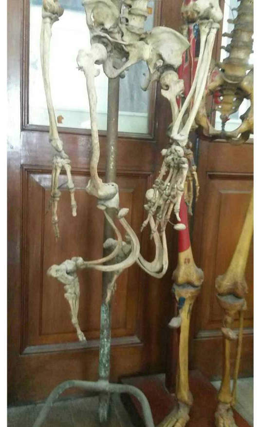 【阅览注意】泰国《死亡博物馆》沉睡着所有奇异的标本 - 图片3