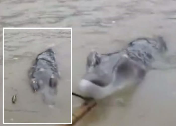 “不明生物”嘴部既长且扁，头顶还有两个“拱状”，有点像鳄鱼。