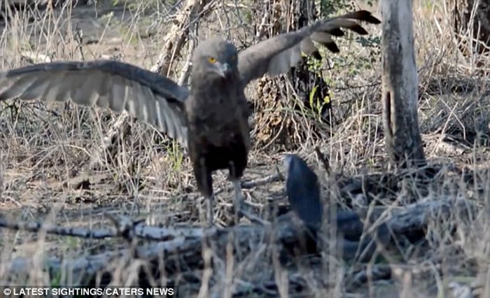 罕见画面：南非克鲁格国家公园拍摄到蛇雕与眼镜蛇的世纪对决