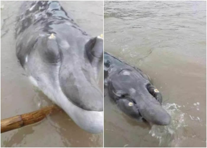 被捕获的“不明生物”外形怪异，连渔民也啧啧称奇，表示从未见过。