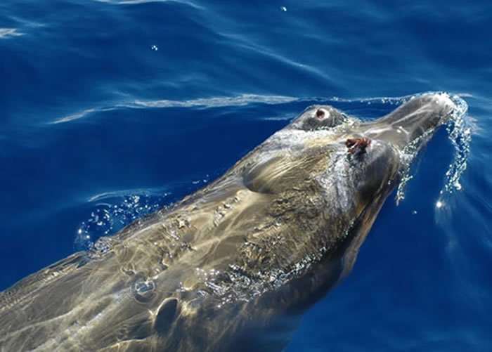 在众多的臆测中，“不明生物”的外形与“柏氏中喙鲸”最为近似。