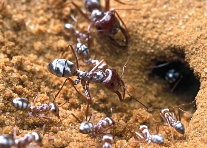 撒哈拉银蚁能够抵受沙漠高温或与身上毛发有关。