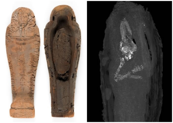 透过电脑断层扫描，可见棺木中的死胎木乃伊。