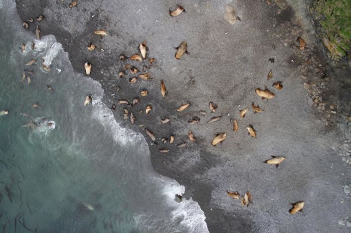 阿拉斯加阿图岛兰格尔角上，一台APH-22六轴无人机从60公尺的高空中捕捉北海狮群栖。由于有些地区天候恶劣，一般飞机无法进行调查，因此美国海洋与大气总署渔业局就