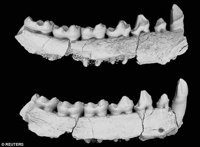 中国化石揭示亚洲灵长类动物如何演化出与今天所见类似的排布状况