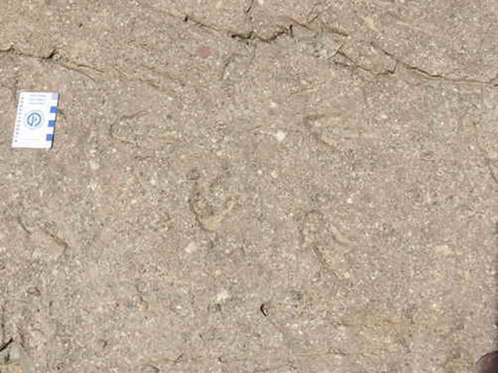 朝阳县羊山镇大四家子村山足迹化石为食肉性恐龙脚印