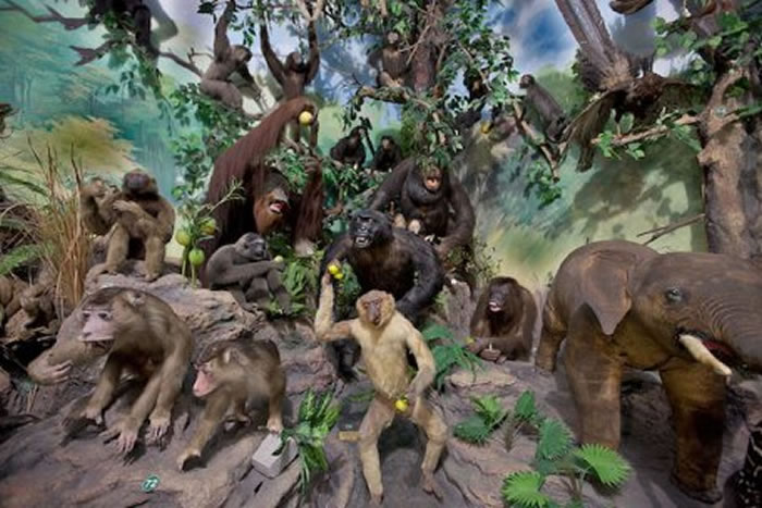 中国化石揭示亚洲灵长类动物如何演化出与今天所见类似的排布状况