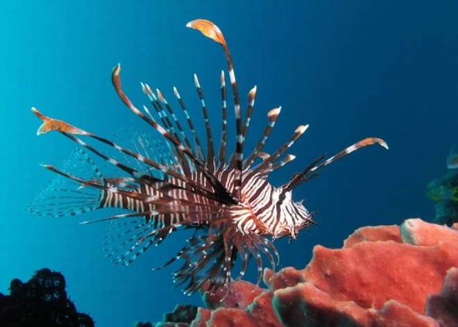 狮子鱼颜色鲜艳，但同时身怀剧毒。