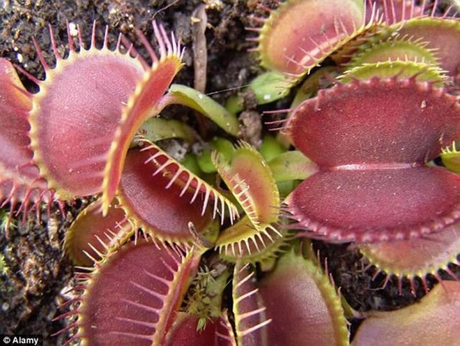 科学家最新研究表明，捕蝇草具有独特的计数能力，当猎物5次接触它的刺针之后，它就开始保存能量一，制造消化酶。