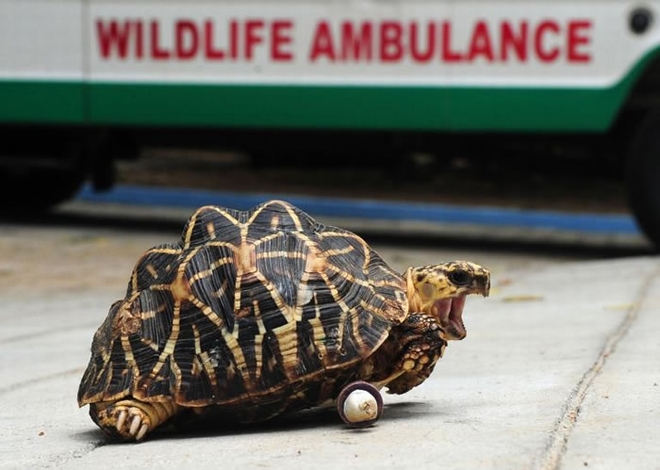 海龟和陆龟常会遇到腿部受伤的状况。PHOTOGRAPH BY ARUM SANKAR， AFP， GETTY IMAGES