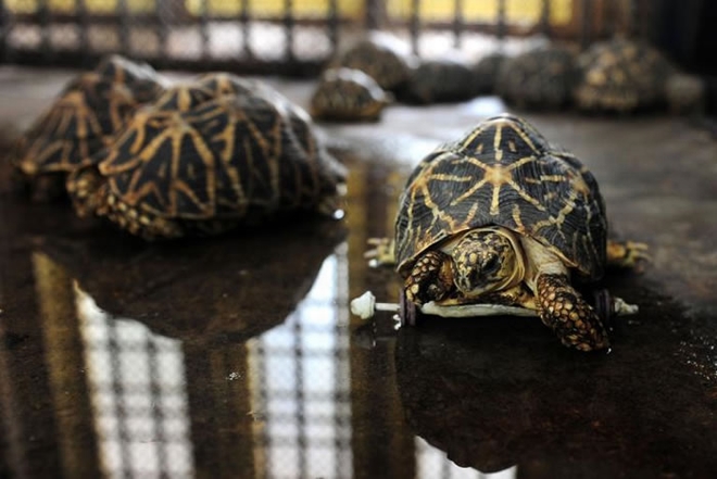 该动物园养了14只印度星龟。PHOTOGRAPH BY ARUN SANKAR， AFP， GETTY IMAGE