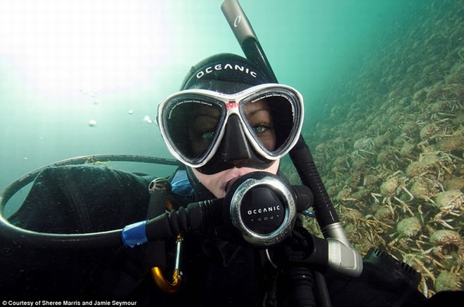 澳洲墨尔本菲利浦港湾出现巨型蜘蛛蟹大迁徙