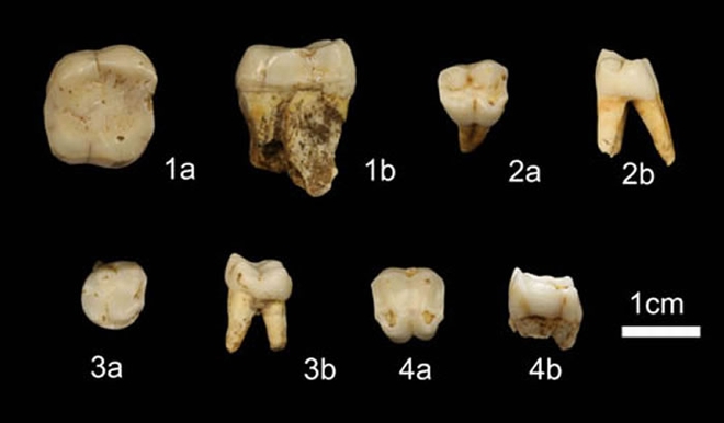 灵长类化石（赵凌霞供图）