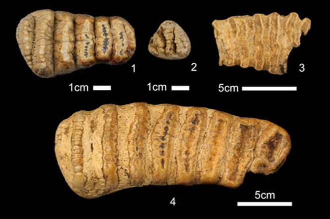 象化石 （赵凌霞供图）