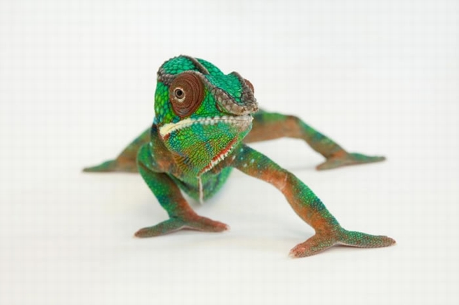 林肯儿童动物园的七彩变色龙（panther chameleon / Furcifer pardalis）变成了一身绿。 / PHOTOGRAPH BY JOEL