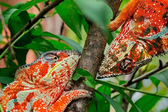 马达加斯加两只公七彩变色龙，变成红色警戒彼此，要开战啦！ / PHOTOGRAPH BY CHRISTIAN ZIEGLER， NATIONAL GEOGRAP