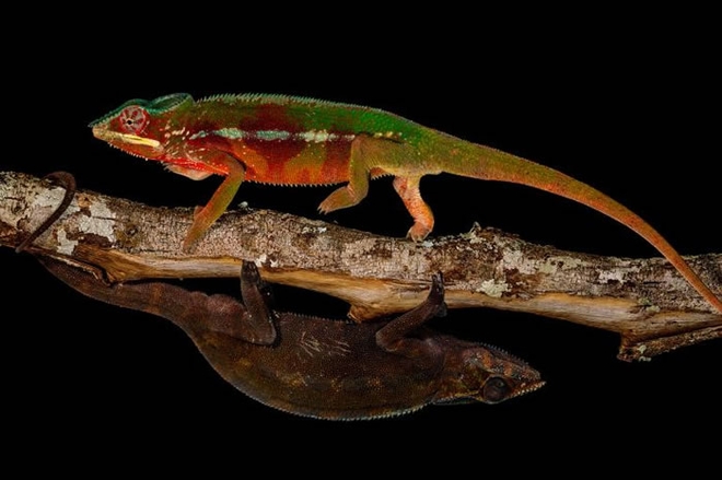 求偶之战落幕，占上风的七彩变色龙就会以换色庆祝胜利。落败的则会转为黯淡的土褐色。 / PHOTOGRAPH BY CHRISTIAN ZIEGLER， NATI