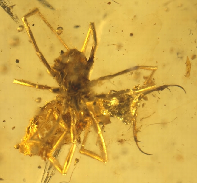 蜘蛛正在捕食蝶角蛉幼虫