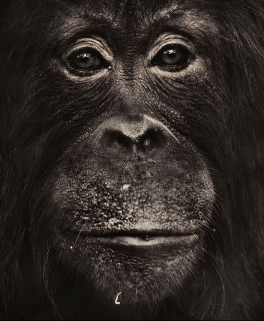 为何今天猿不会进化为人？