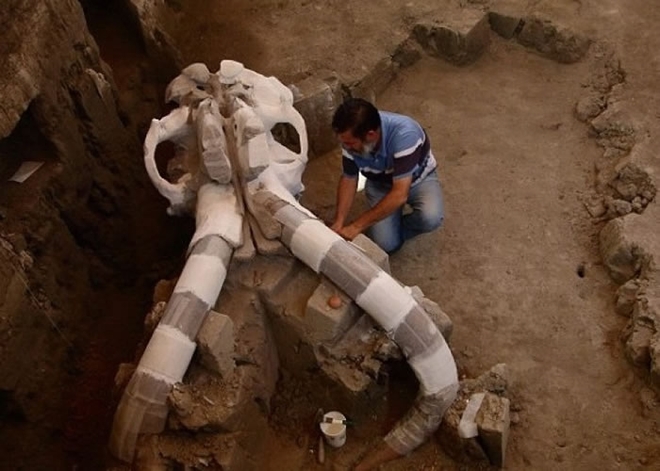 墨西哥有工人发现一具长毛象骸骨。