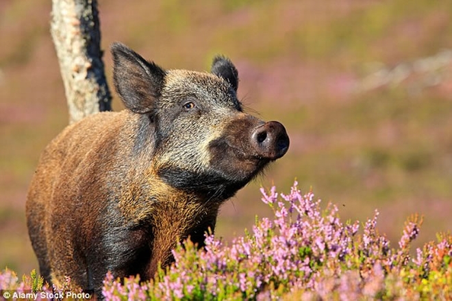 研究发现野猪体内天生具有“磁性罗盘”