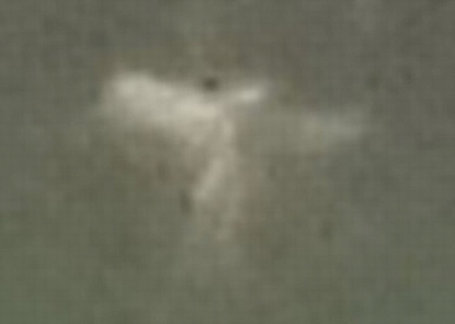 到底它是仙子抑或是常见不过的昆虫？