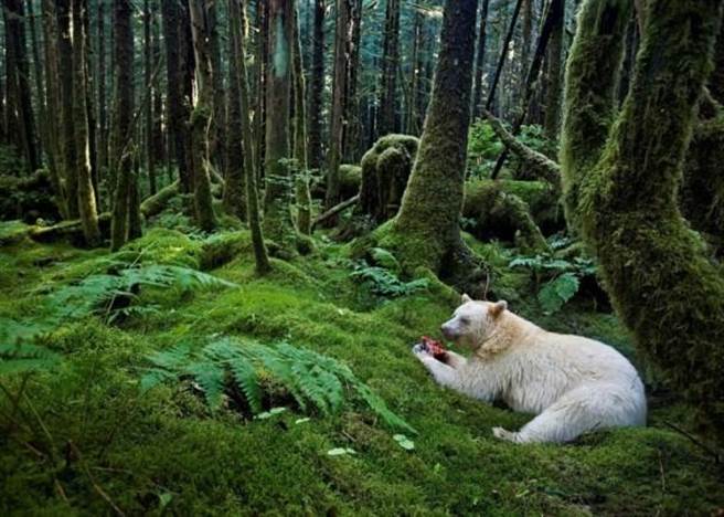 野生的熊悠闲进食