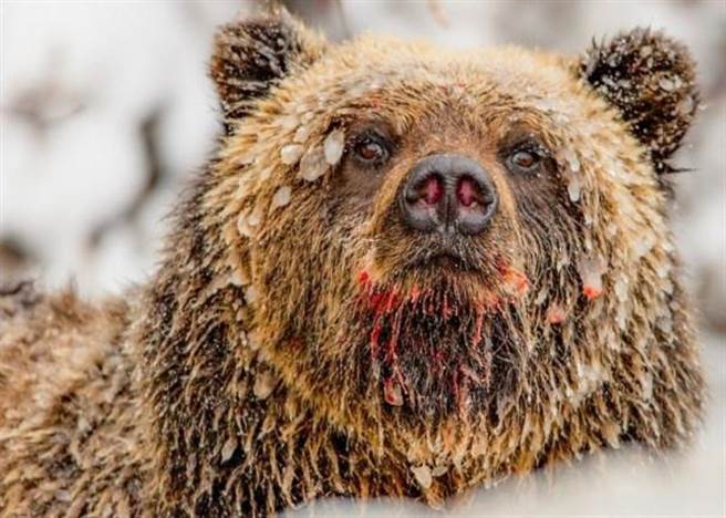 尼克兰形容野熊是和善及聪明的生物。