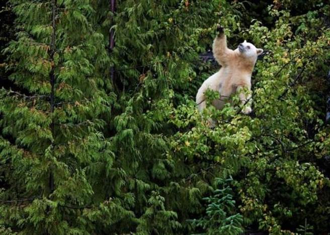 野熊为拿到树上果实而爬树